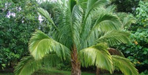 pohon-kelapa-sawit2-700x357.jpg